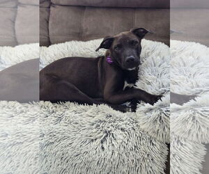 American Pit Bull Terrier-Unknown Mix Dogs for adoption in Minneapolis, MN, USA