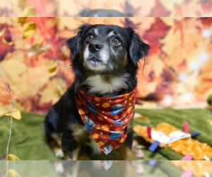 Mutt Dogs for adoption in Placerville, CA, USA