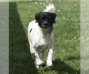Chion Dogs for adoption in Mechanicsburg, PA, USA