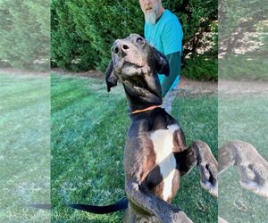 Great Dane-Labrador Retriever Mix Dogs for adoption in Thomasville, NC, USA
