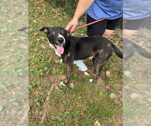 Mutt Dogs for adoption in Elmsford, NY, USA