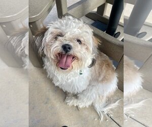 Shih-Poo Dogs for adoption in McKinney, TX, USA