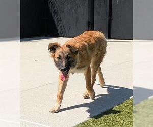 Australian Shepherd-Unknown Mix Dogs for adoption in San Martin, CA, USA