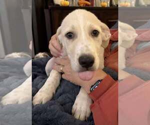 Mutt Dogs for adoption in Mechanicsburg, PA, USA