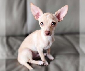 Chihuahua Dogs for adoption in Omaha, NE, USA