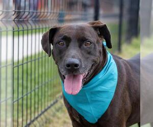 Labrador Retriever-Unknown Mix Dogs for adoption in San Antonio, TX, USA