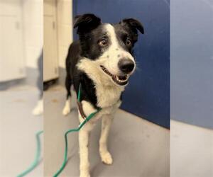 Border Collie-Unknown Mix Dogs for adoption in Peoria, IL, USA
