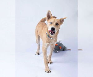 Mutt Dogs for adoption in Oak Bluffs, MA, USA