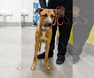 Shepradors Dogs for adoption in Forestville, MD, USA