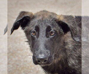 German Shepherd Dog-Huskies  Mix Dogs for adoption in Huntley, IL, USA