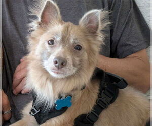 American Eskimo Dog-Unknown Mix Dogs for adoption in Plainfield, IL, USA