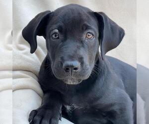 Mutt Dogs for adoption in San Diego, CA, USA