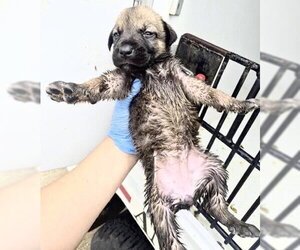 German Shepherd Dog-Unknown Mix Dogs for adoption in Houston, TX, USA