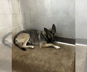 German Shepherd Dog Dogs for adoption in San Bernardino, CA, USA