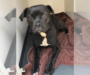 Staffordshire Bull Terrier-Unknown Mix Dogs for adoption in Orange, CA, USA