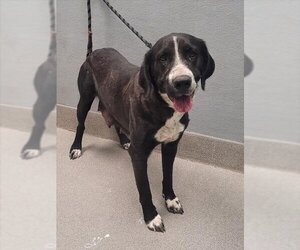 Great Dane-Unknown Mix Dogs for adoption in Las Vegas, NV, USA