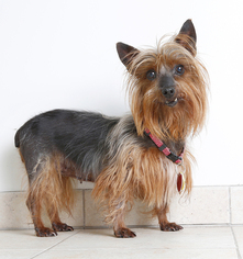 Small Silky Terrier