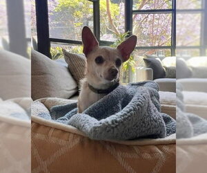 Chihuahua-Unknown Mix Dogs for adoption in San Diego, CA, USA