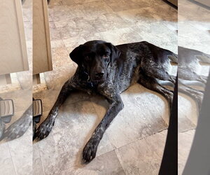 Bluetick Coonhound-German Shorthaired Pointer Mix Dogs for adoption in Plainfield, IL, USA
