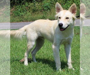 Siberian Husky-Unknown Mix Dogs for adoption in Prattville, AL, USA