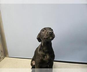 Great Dane-Unknown Mix Dogs for adoption in San Clemente, CA, USA