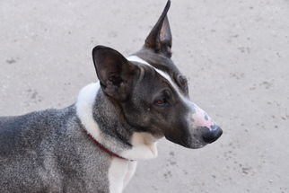 Chinese Shar-Pei-German Shepherd Dog Mix Dogs for adoption in Richmond, MO, USA