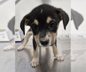 German Shepherd Dog Dogs for adoption in Bakersfield, CA, USA