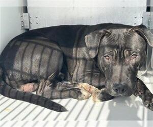 Mutt Dogs for adoption in Houston, TX, USA