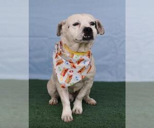 Bulldog-Unknown Mix Dogs for adoption in Bakersfield, CA, USA