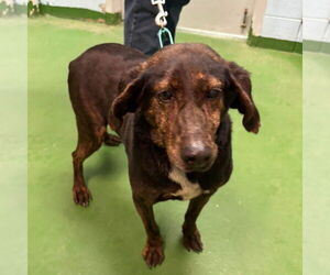 Mutt Dogs for adoption in Rustburg, VA, USA