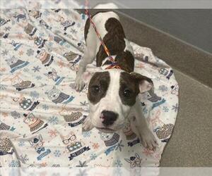 American Pit Bull Terrier-Unknown Mix Dogs for adoption in Las Vegas, NV, USA