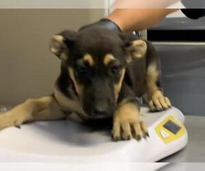 German Shepherd Dog-Unknown Mix Dogs for adoption in Visalia, CA, USA