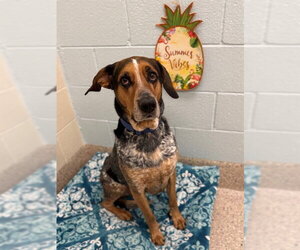 Bluetick Coonhound Dogs for adoption in Brighton, CO, USA