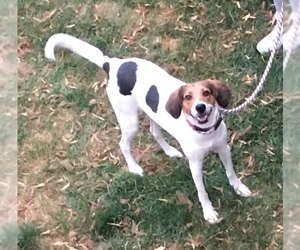 Treeing Walker Coonhound Dogs for adoption in bloomington, IL, USA