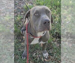 American Staffordshire Terrier Dogs for adoption in Fort Lauderdale, FL, USA