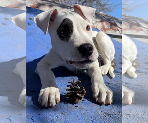 Mutt Dogs for adoption in Techny, IL, USA