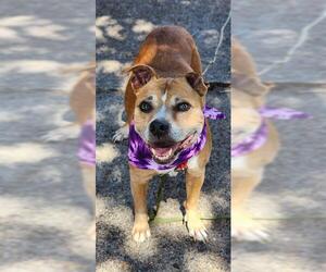 American Pit Bull Terrier Dogs for adoption in Baytown, TX, USA