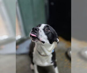American Pit Bull Terrier-Labrador Retriever Mix Dogs for adoption in Osgood, IN, USA