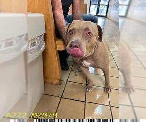 American Bulldog-Weimaraner Mix Dogs for adoption in West Palm Beach, FL, USA