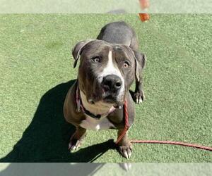 American Pit Bull Terrier-Unknown Mix Dogs for adoption in Las Vegas, NV, USA