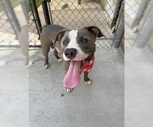 American Pit Bull Terrier-Unknown Mix Dogs for adoption in Tulsa, OK, USA