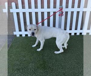 American Pit Bull Terrier-Unknown Mix Dogs for adoption in Modesto, CA, USA