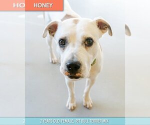 American Pit Bull Terrier Dogs for adoption in Studio City, CA, USA