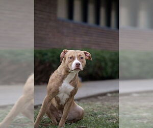 Mutt Dogs for adoption in Belleville, IL, USA