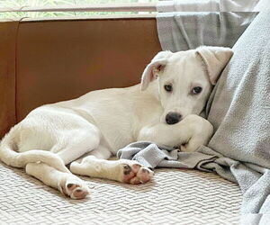 Labrador Retriever-Unknown Mix Dogs for adoption in Fultonham, NY, USA