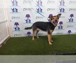 German Shepherd Dog-Unknown Mix Dogs for adoption in Orlando, FL, USA