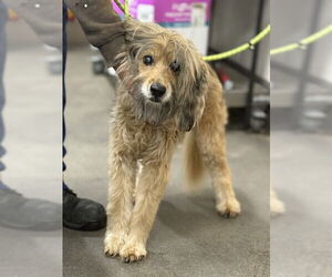 Poodle (Standard)-Unknown Mix Dogs for adoption in Forestville, MD, USA