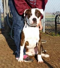 American Pit Bull Terrier Dogs for adoption in Lemoore, CA, USA