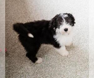 Bearded Collie Dogs for adoption in St. Louis Park, MN, USA