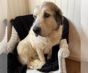 Anatolian Shepherd Dogs for adoption in Lucedale, MS, USA